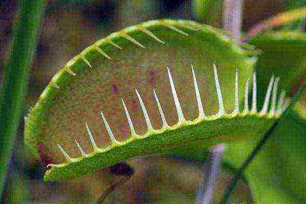 kako uzgojiti Venus muholovku iz sjemena kod kuće
