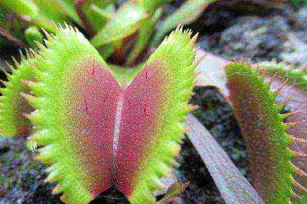 kung paano palaguin ang isang Venus flytrap mula sa mga binhi sa bahay