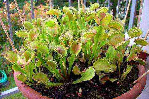 how to grow a Venus flytrap from seeds at home
