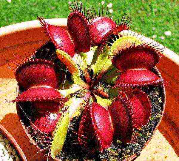 kung paano palaguin ang isang Venus flytrap mula sa mga binhi sa bahay