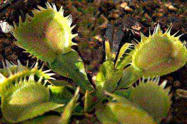 how to grow a Venus flytrap from seeds at home