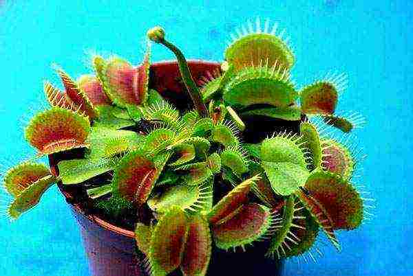 kung paano palaguin ang isang Venus flytrap mula sa mga binhi sa bahay