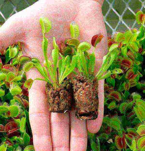 kung paano palaguin ang isang Venus flytrap mula sa mga binhi sa bahay