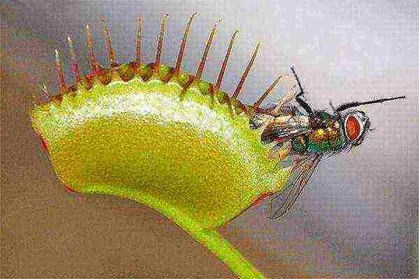 how to grow a Venus flytrap from seeds at home