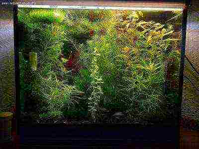 how to grow algae for an aquarium at home