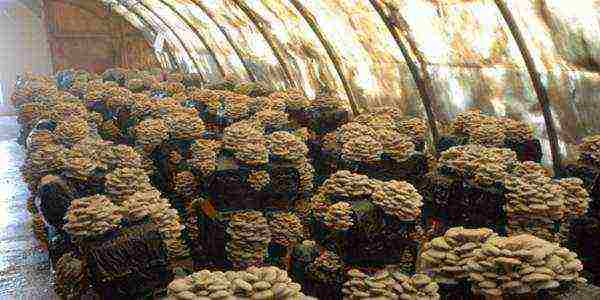 how oyster mushrooms are grown at home