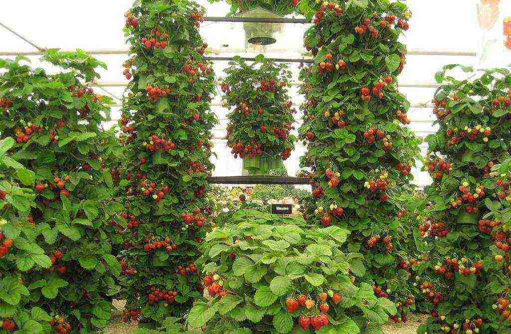 how to grow strawberries at home