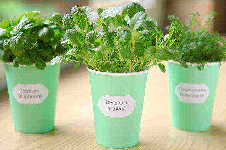 how to grow greens at home