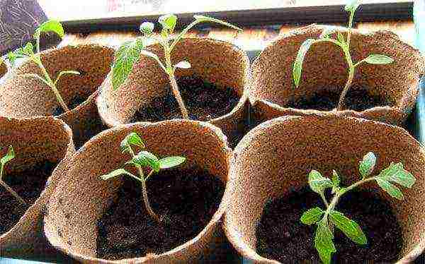 how to grow tomatoes in a greenhouse in winter in a greenhouse