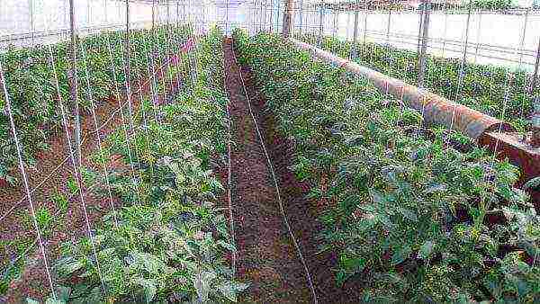 kung paano palaguin ang mga kamatis sa isang greenhouse sa taglamig sa isang greenhouse