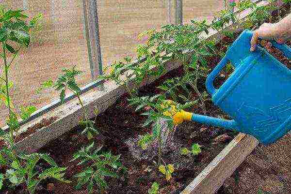 kung paano palaguin ang mga kamatis sa isang greenhouse sa taglamig sa isang greenhouse