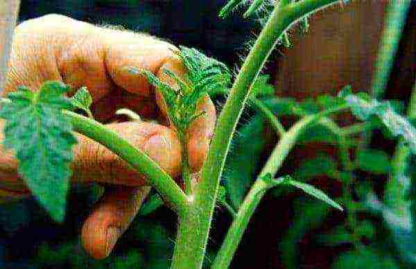 how to grow tomatoes in a greenhouse in winter in a greenhouse