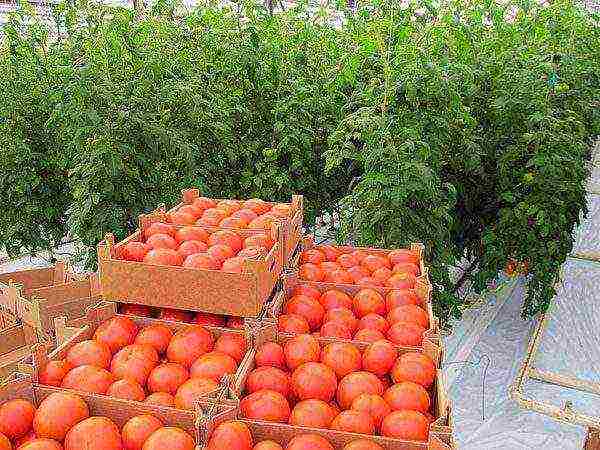 how to grow tomatoes in a greenhouse in winter in a greenhouse