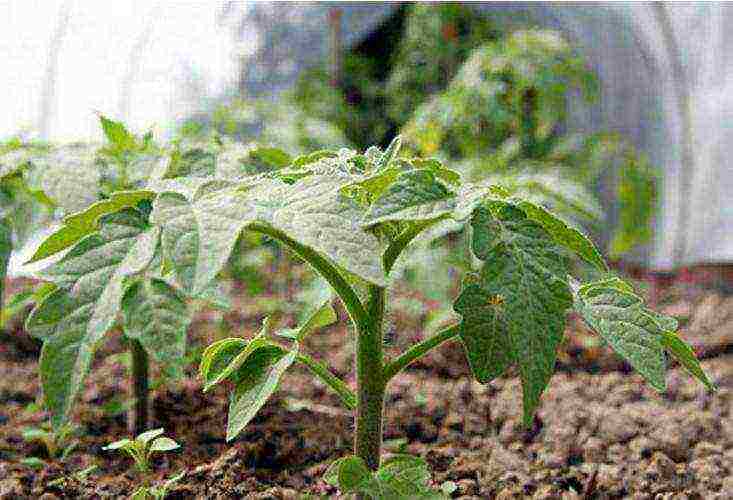 how to grow tomatoes in a greenhouse in winter in a greenhouse