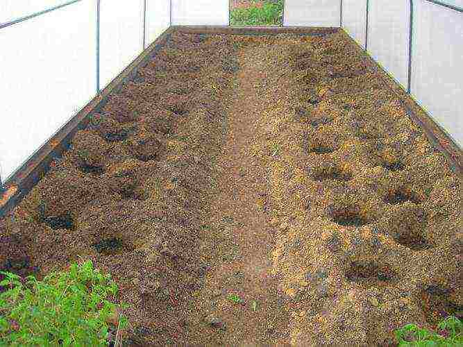 kung paano palaguin ang mga kamatis sa isang greenhouse sa taglamig sa isang greenhouse