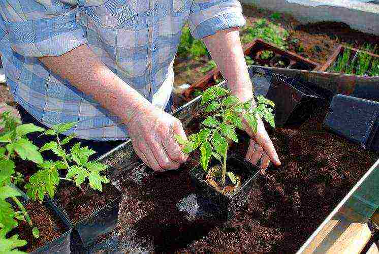 how to grow tomatoes in a greenhouse in winter in a greenhouse