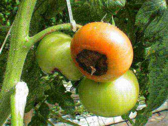 kung paano palaguin ang mga kamatis sa isang greenhouse sa taglamig sa isang greenhouse