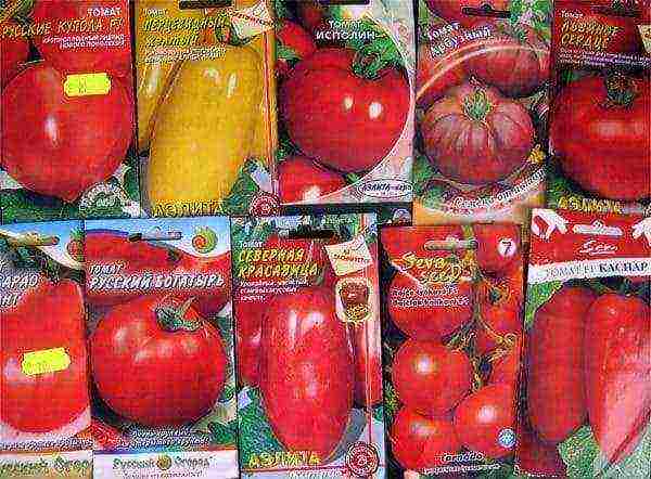 how to grow tomatoes in a greenhouse in winter in a greenhouse