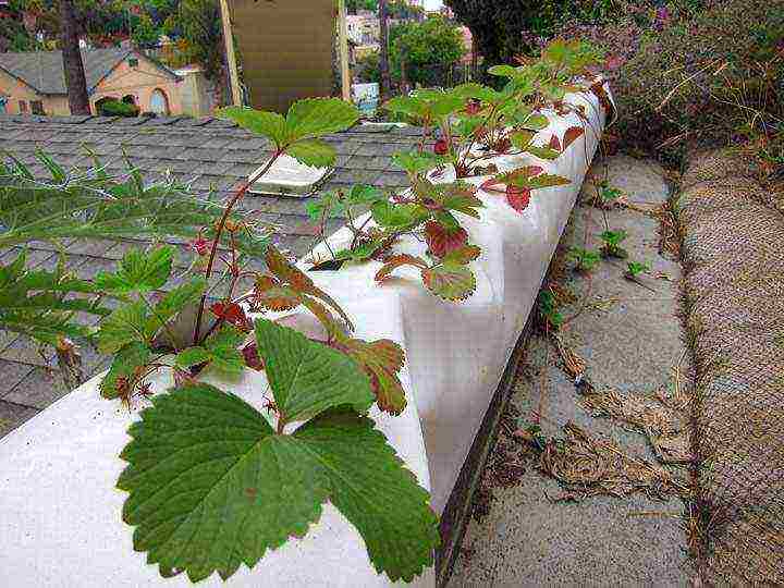 how to grow bagged strawberries at home