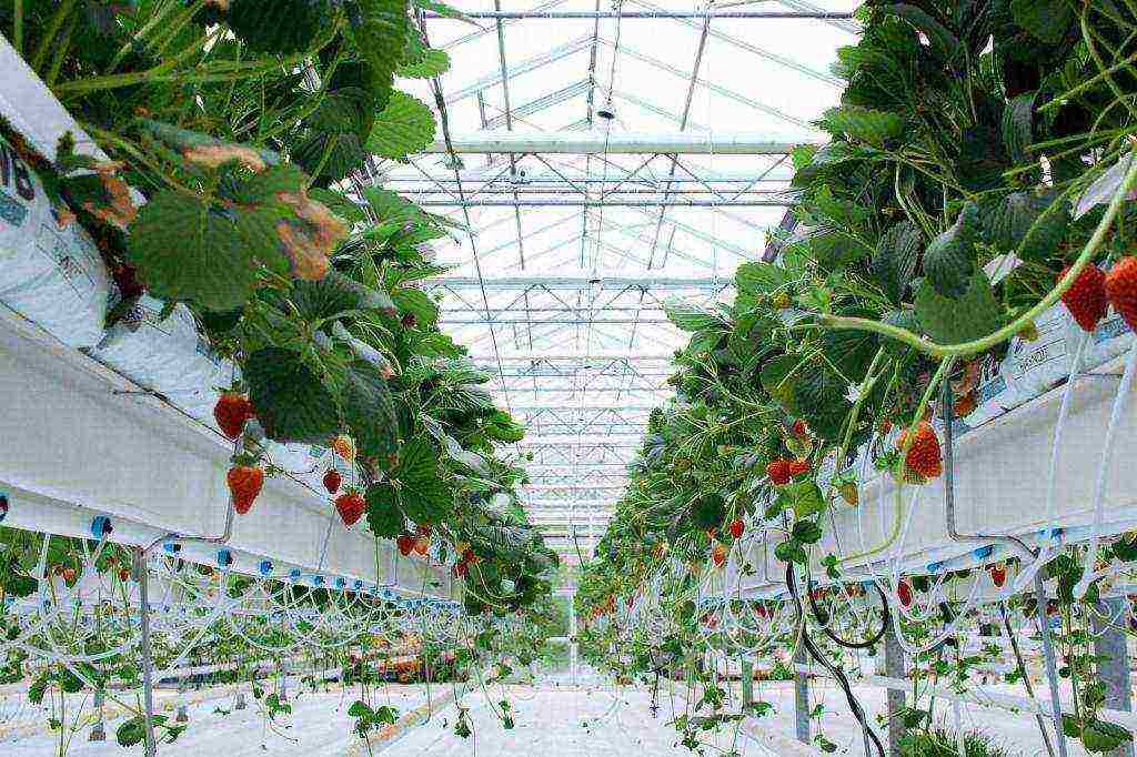 how to grow bagged strawberries at home