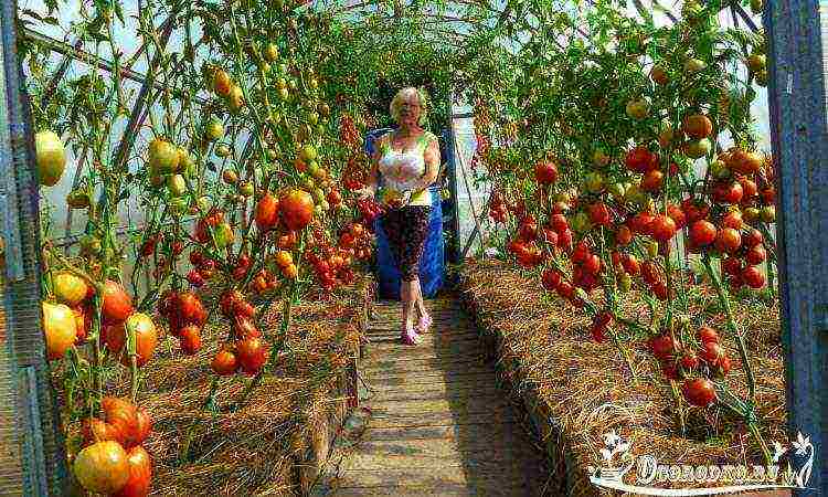 How does Lidia Ivanova Krichinevskaya grow tomatoes?