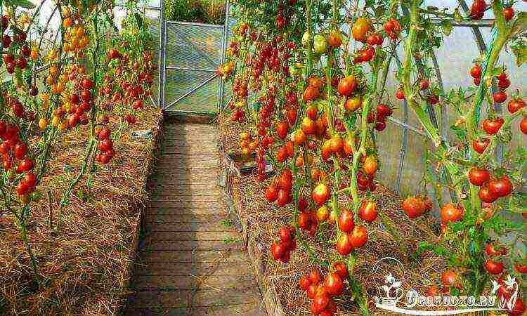 How does Lidia Ivanova Krichinevskaya grow tomatoes?