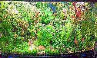 how to grow aquarium plants from seeds at home