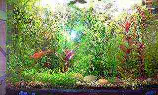 how to grow aquarium plants from seeds at home