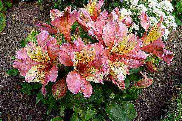 how to grow alstroemeria at home