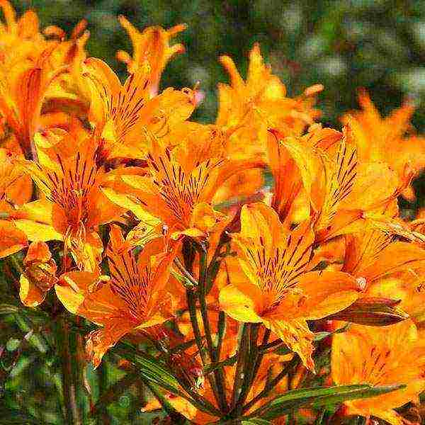 how to grow alstroemeria at home