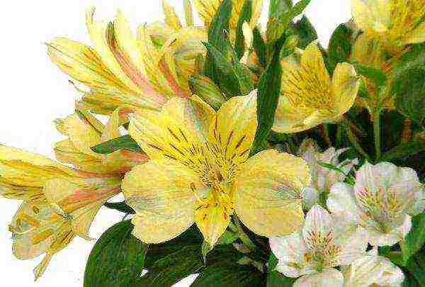 how to grow alstroemeria at home