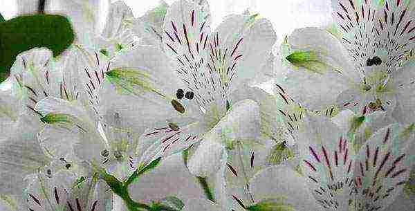 how to grow alstroemeria at home