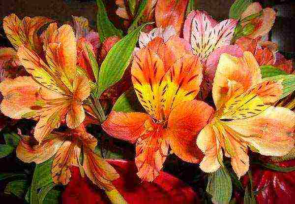 how to grow alstroemeria at home