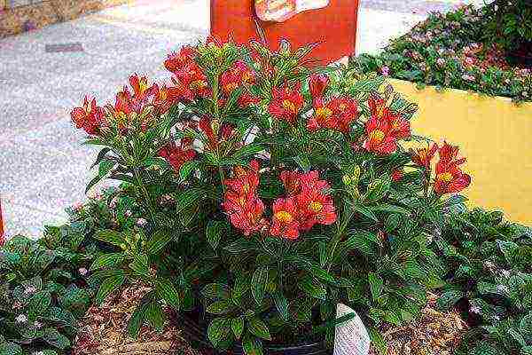 how to grow alstroemeria at home