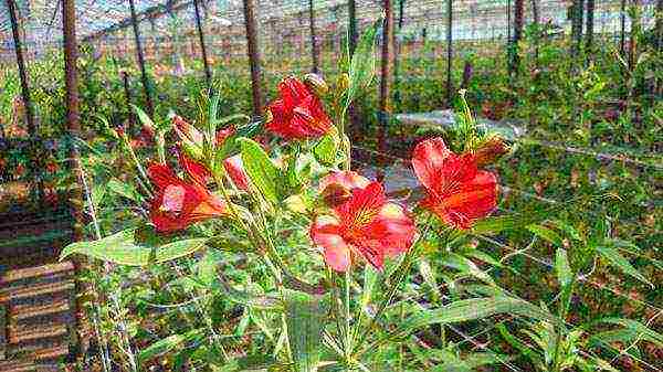 how to grow alstroemeria at home