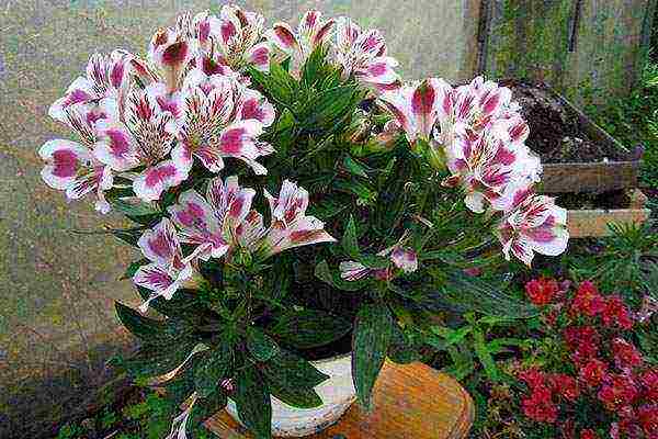 how to grow alstroemeria at home