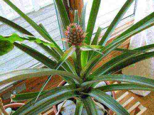 how to grow pineapple at home