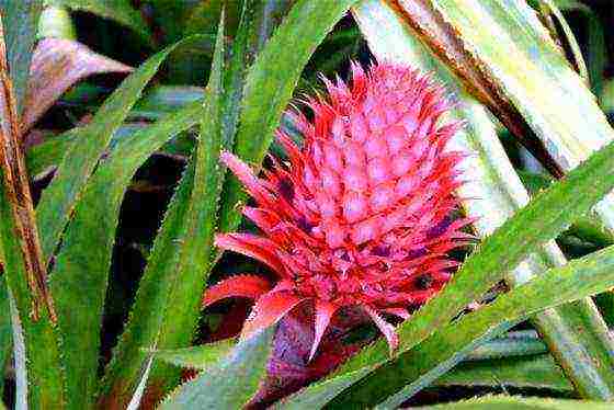 how to grow pineapple at home