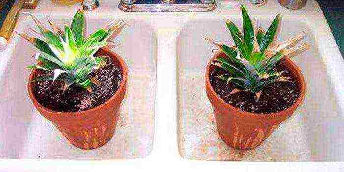 how to grow pineapple at home