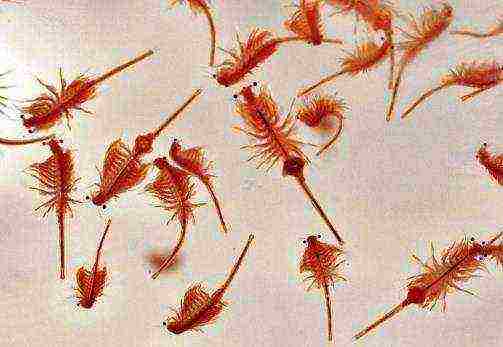 how to grow brine shrimp at home