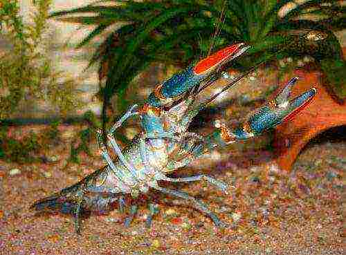 how to grow Australian crayfish for breeding