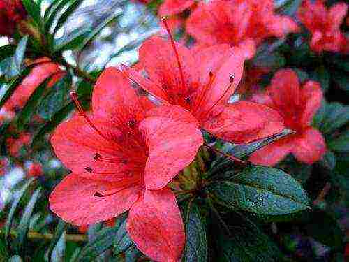 how to grow azalea at home