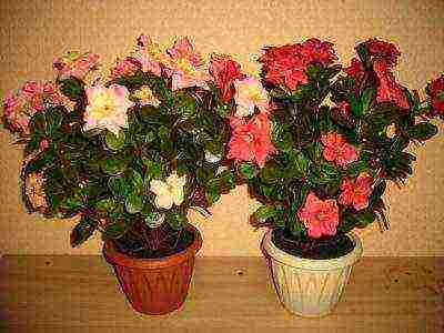 how to grow azalea at home