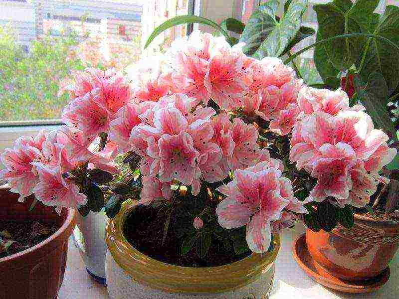 how to grow azalea at home