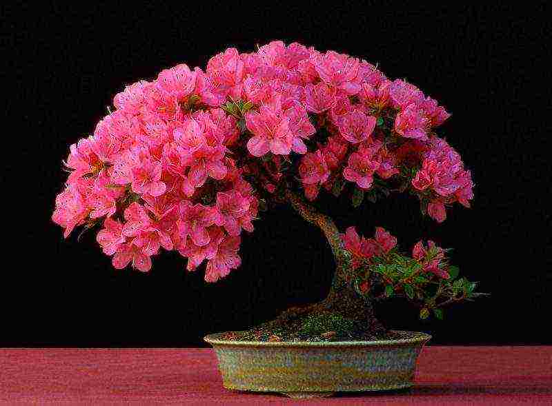 how to grow azalea at home