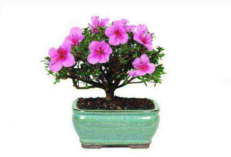 how to grow azalea at home