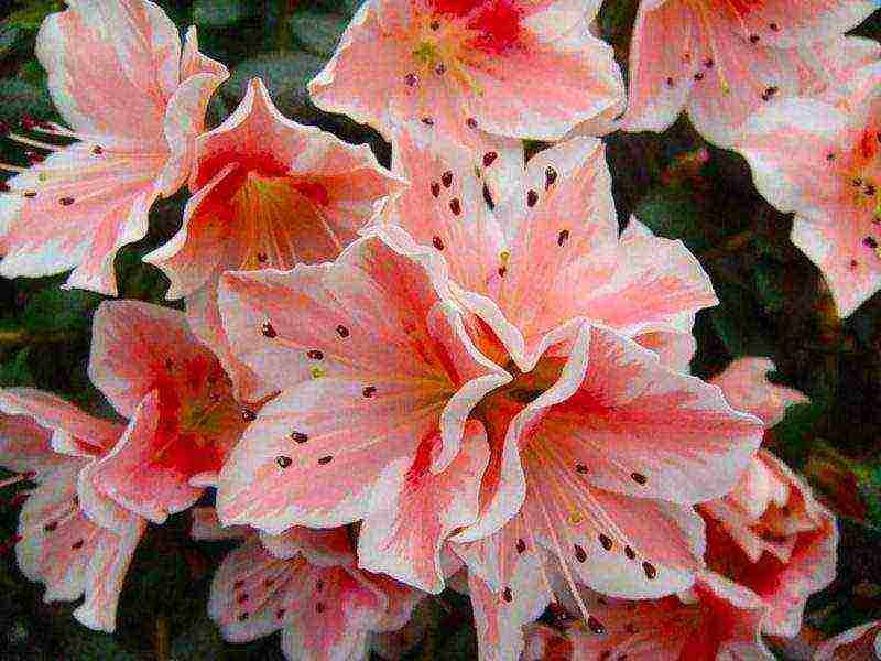 how to grow azalea at home