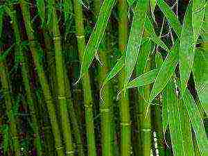 how to grow bamboo at home