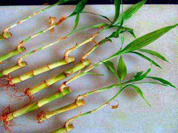 how to grow bamboo at home