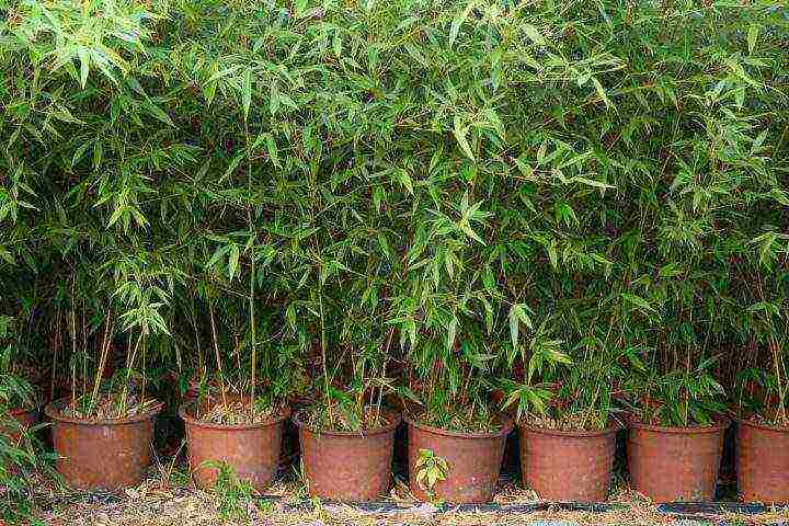 how to grow bamboo at home